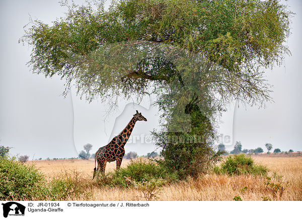 Uganda-Giraffe / JR-01934