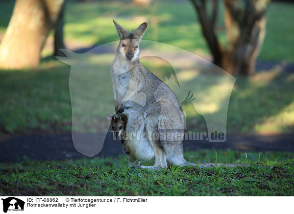 Rotnackenwallaby mit Jungtier / Red-necked wallaby with cub / FF-08862