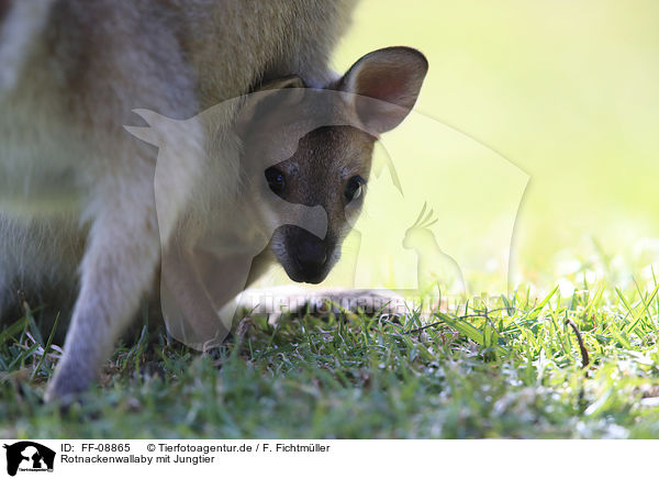 Rotnackenwallaby mit Jungtier / Red-necked wallaby with cub / FF-08865