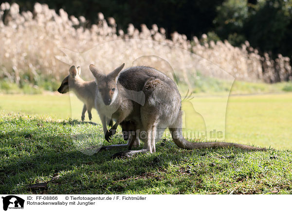 Rotnackenwallaby mit Jungtier / Red-necked wallaby with cub / FF-08866