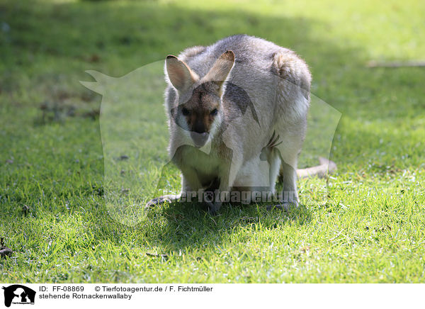 stehende Rotnackenwallaby / standing Red-necked Wallaby / FF-08869