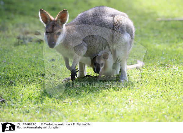 Rotnackenwallaby mit Jungtier / Red-necked wallaby with cub / FF-08870