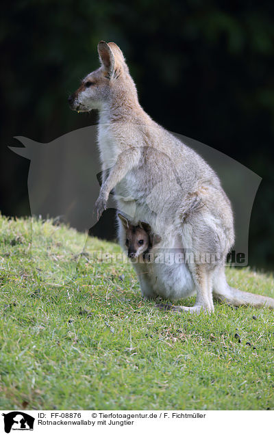 Rotnackenwallaby mit Jungtier / Red-necked wallaby with cub / FF-08876