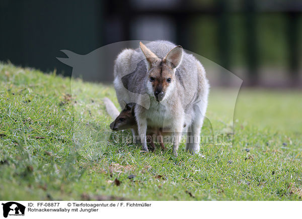 Rotnackenwallaby mit Jungtier / Red-necked wallaby with cub / FF-08877