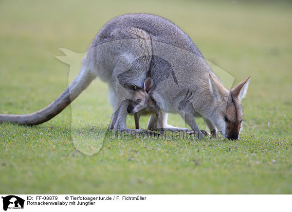 Rotnackenwallaby mit Jungtier / Red-necked wallaby with cub / FF-08879