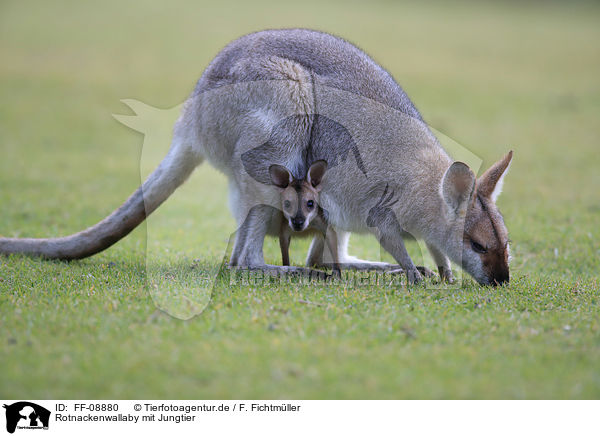 Rotnackenwallaby mit Jungtier / Red-necked wallaby with cub / FF-08880