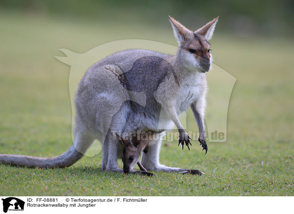 Rotnackenwallaby mit Jungtier / Red-necked wallaby with cub / FF-08881