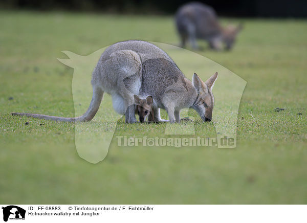 Rotnackenwallaby mit Jungtier / Red-necked wallaby with cub / FF-08883