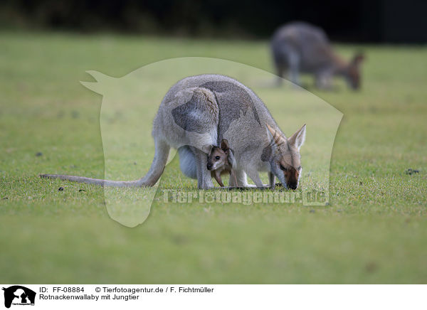 Rotnackenwallaby mit Jungtier / Red-necked wallaby with cub / FF-08884