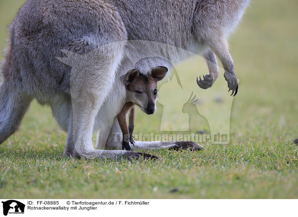 Rotnackenwallaby mit Jungtier / Red-necked wallaby with cub / FF-08885