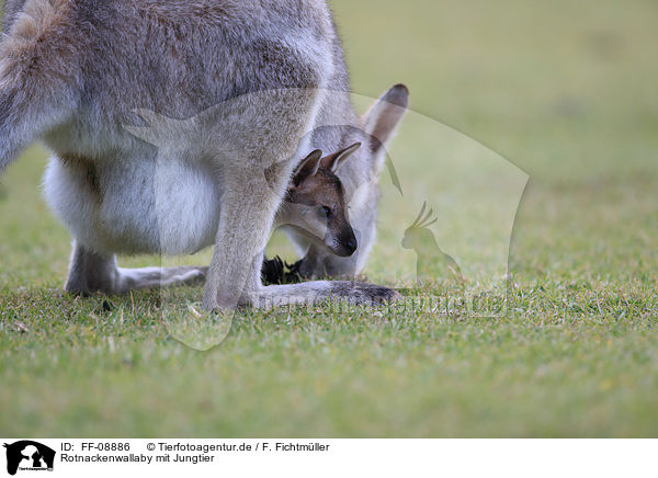 Rotnackenwallaby mit Jungtier / Red-necked wallaby with cub / FF-08886