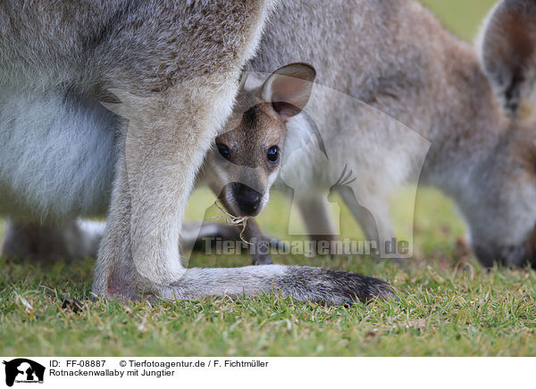 Rotnackenwallaby mit Jungtier / Red-necked wallaby with cub / FF-08887