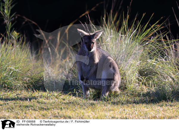 stehende Rotnackenwallaby / standing Red-necked Wallaby / FF-08888