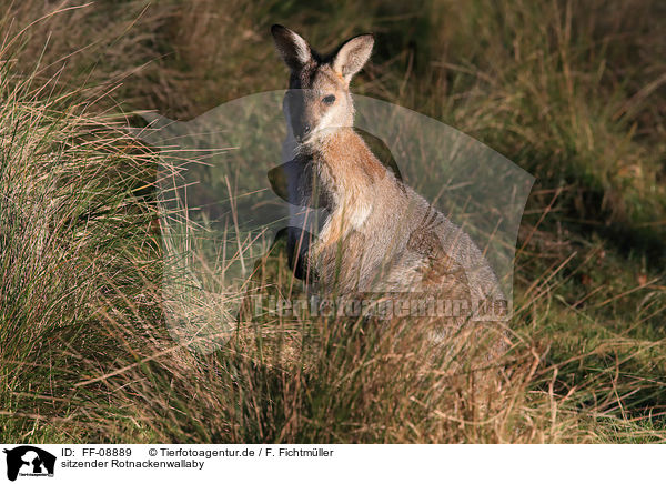 sitzender Rotnackenwallaby / sitting Red-necked Wallaby / FF-08889