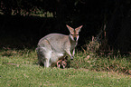 Rotnackenwallaby mit Jungtier