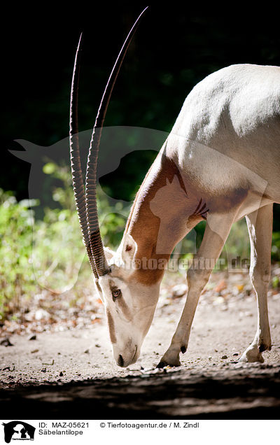 Sbelantilope / scimitar oryx / MAZ-05621