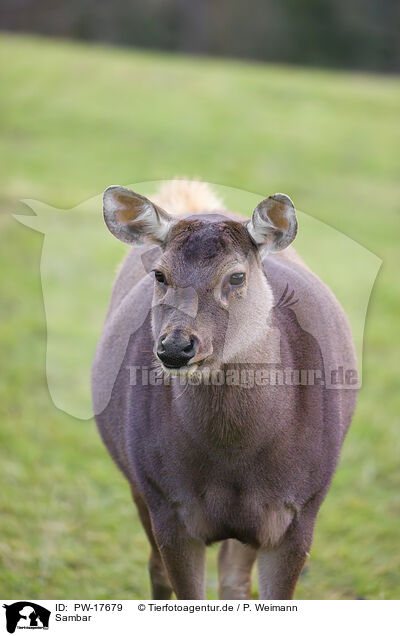 Sambar / Indian sambar / PW-17679