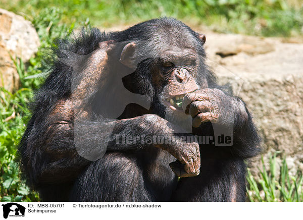 Schimpanse / MBS-05701