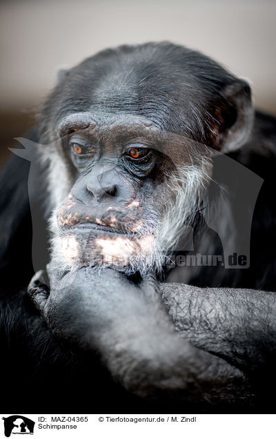 Schimpanse / common chimpanzee / MAZ-04365