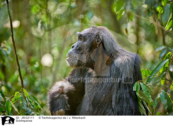 Schimpanse / JR-02111