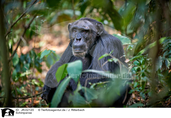 Schimpanse / JR-02120