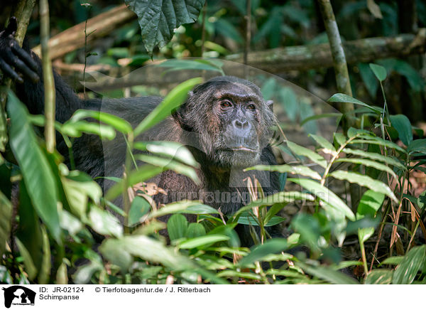 Schimpanse / JR-02124
