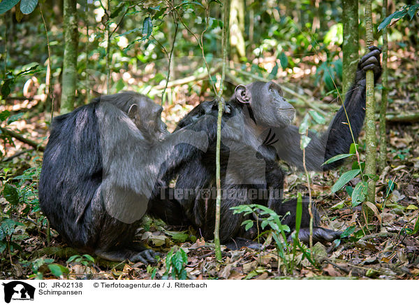Schimpansen / common chimpanzees / JR-02138