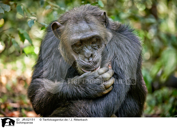 Schimpanse / JR-02151