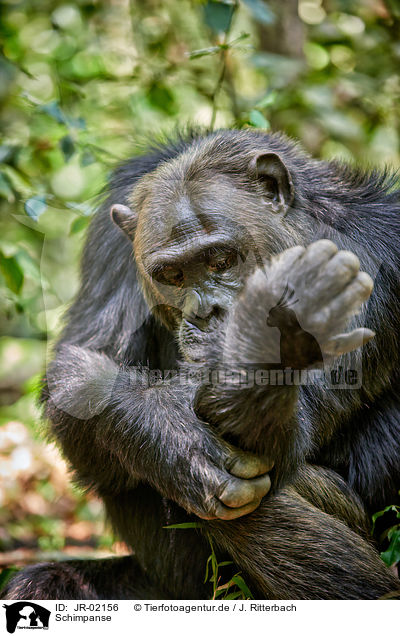 Schimpanse / JR-02156