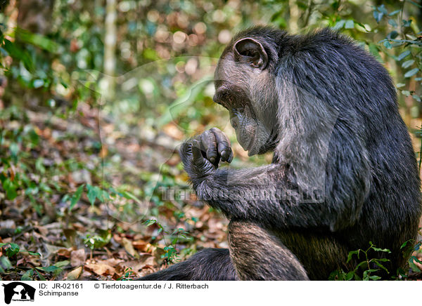 Schimpanse / JR-02161