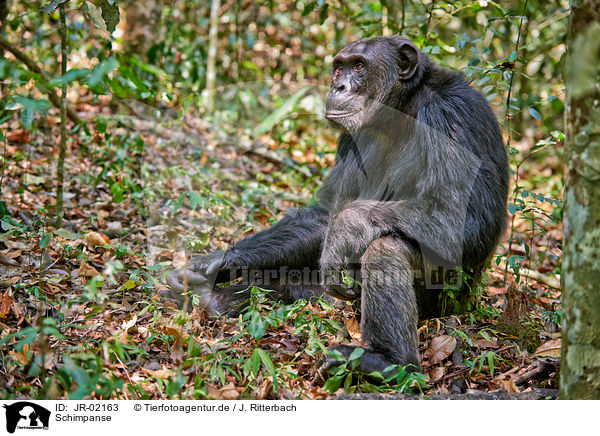 Schimpanse / JR-02163