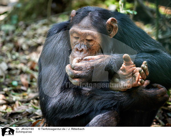 Schimpanse / JR-02190