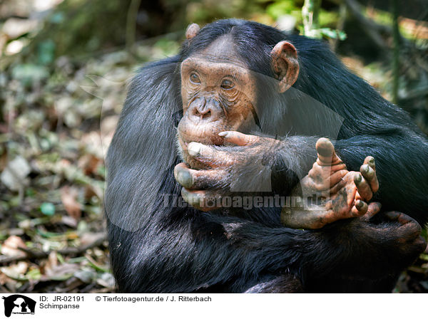 Schimpanse / JR-02191