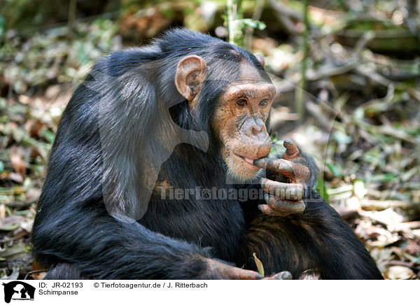 Schimpanse / JR-02193