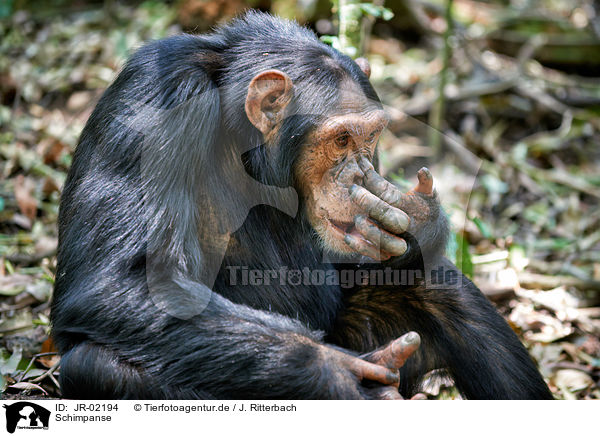 Schimpanse / common chimpanzee / JR-02194