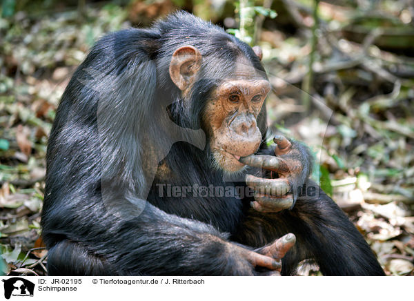Schimpanse / JR-02195