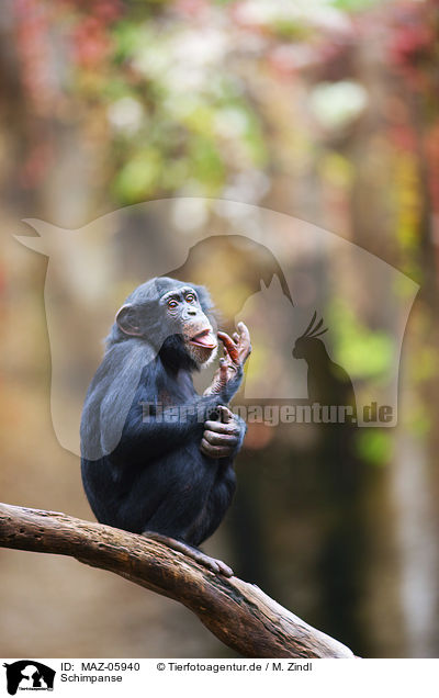 Schimpanse / chimp / MAZ-05940