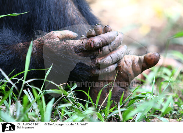 Schimpanse / AWO-01161
