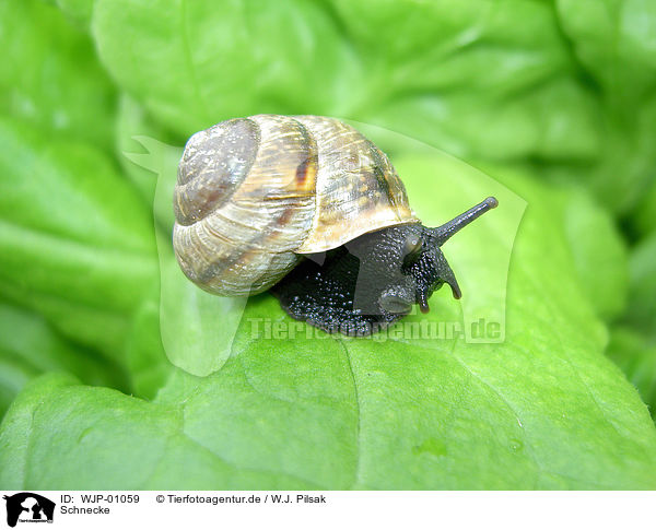 Schnecke / snail / WJP-01059
