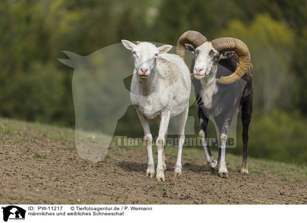 mnnliches und weibliches Schneeschaf / male and female snow sheep / PW-11217