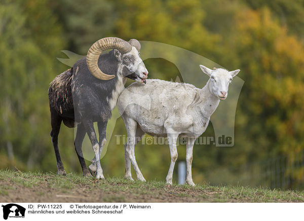 mnnliches und weibliches Schneeschaf / male and female snow sheep / PW-11225