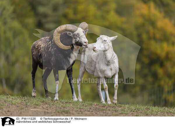 mnnliches und weibliches Schneeschaf / male and female snow sheep / PW-11226