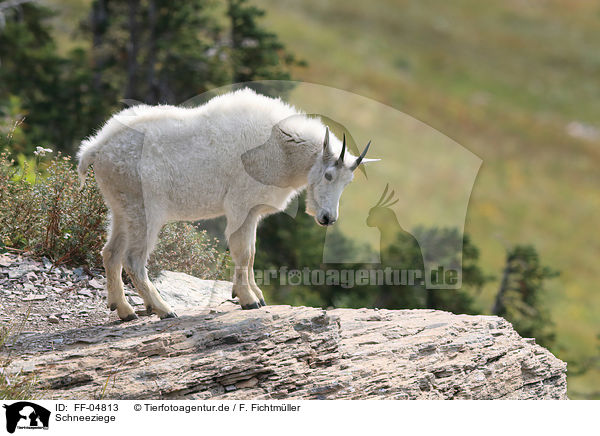Schneeziege / Rocky Mountain Goat / FF-04813
