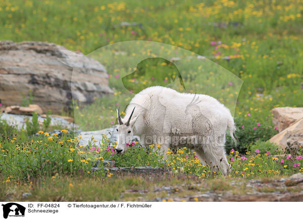 Schneeziege / Rocky Mountain Goat / FF-04824