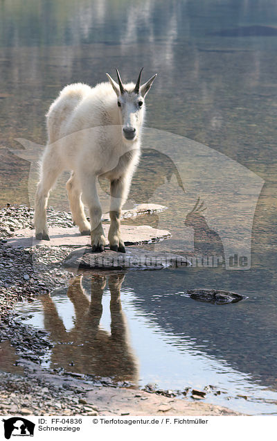 Schneeziege / Rocky Mountain Goat / FF-04836