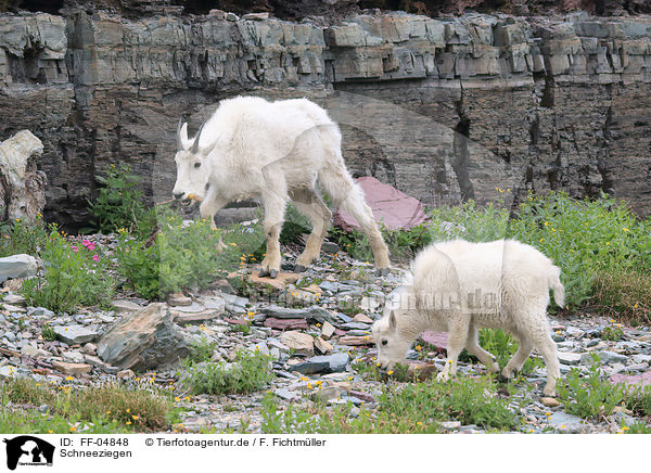 Schneeziegen / Rocky Mountain Goats / FF-04848