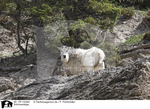 Schneeziege / Rocky Mountain goat / FF-12264