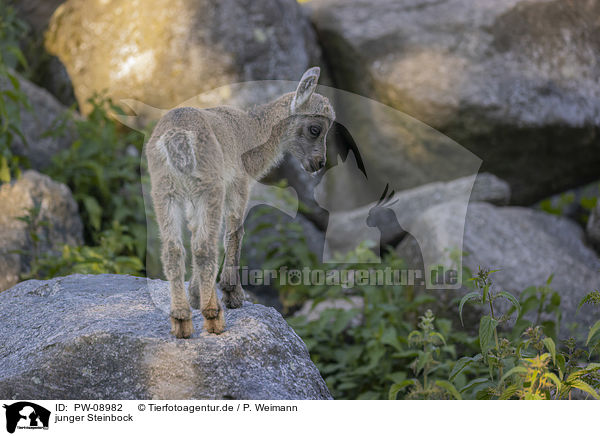 junger Steinbock / young Ibex / PW-08982