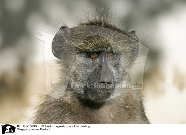 Steppenpavian Portrait / yellow baboon portrait / HJ-03093