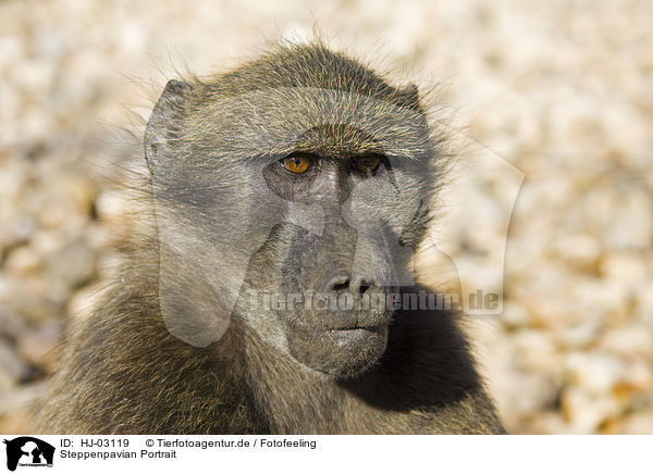 Steppenpavian Portrait / yellow baboon portrait / HJ-03119